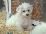 Des animaleries françaises complices de trafics d'animaux