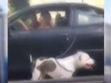 californienne-promene-chien-laisse-voiture
