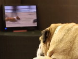 DogTV, une chaîne de télévision pour chien