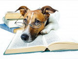 20 idées reçues sur le chien