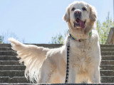 Un chien qui remue la queue est-il forcément content ?