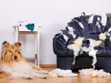 Un chien qui détruit tout est-il désobéissant, mal éduqué ou vengeur ?