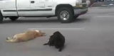 Un chien reste au milieu de la route à côté de son congénère renversé