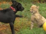 L'amitié improbable entre un chien et un guépard