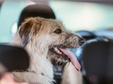Un chien installé dans une voiture