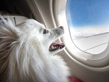 Un chien assis dans la cabine d'un avion, regardant par le hublot