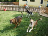 Trois chiens qui courent ensemble dans une pension