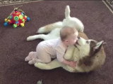 Un bébé et un chien Husky jouent tendrement