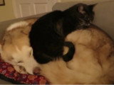 Un chat s'installe sur un chien pour faire la sieste