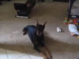 Un Doberman protège un bébé
