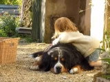 Belle complicité entre enfants et Bouviers Bernois