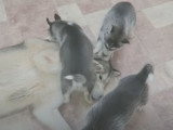 Un papa Husky joue avec ses chiots