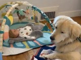 Moments de tendresse entre un Golden Retriever et un bébé