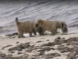 Balade en mer en famille pour des Cairn Terrier