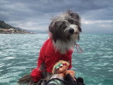 Un homme, un kayak et … un chien