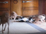 Une famille de Petits Lévriers Italiens s'amuse avec un chat