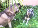 Alaskan Klee Kai vs Husky Sibérien