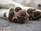 Gros plan sur les pattes d'un chien couché par terre