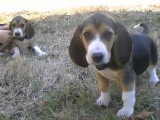 Deux chiots Basset Artésien Normand très mignons et tendres