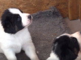 Sept chiots Tornjak ensemble