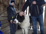 Un Ciobanesc Romanesc de Bucovina accompagné de son maître et d'un enfant