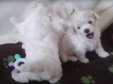 Des chiots Bichons Frisés d'un mois jouent ensemble