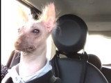 Un Chien Nu du Pérou imperturbable en voiture