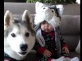 Un Husky et un bébé portant un déguisement de Husky