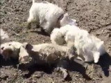 Des chiens se roulent sur un serpent mort