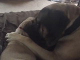 Un Mastiff adulte très câlin avec un chiot