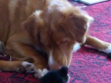 Un chien prend soin d'un caneton
