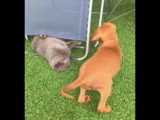 L'amitié d'un chiot Viszla et un chat British Shorthair