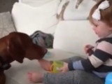 Un Vizsla gourmand