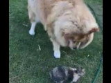 Un Dogue du Tibet tenu en respect par plus petit que lui partie 2