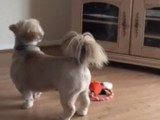 Un Lhassa Apso heureux de voir un chien à la télévision
