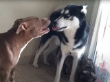 Un Pitbull et un Alaskan Husky se défient amicalement