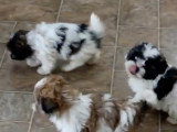 Des chiots Chacy Ranior suivent leur maître dans tous les sens