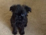 Un chiot Griffon Belge écoute attentivement sa maîtresse