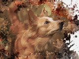 Un portrait de chien avec des couleurs d'automne