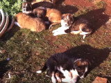 Cinq chiots Aïdi se reposent ensemble