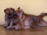 Un chiot Griffon Bruxellois qui harcèle presque sa mère