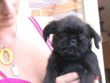 Un chiot Griffon Bruxellois avec sa famille