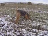 Un Welsh Terrier chassant une souris