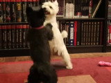 Partie de lutte entre un Scottie et un Westie