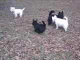 Rencontre entre Scottie et Westie
