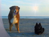 Un Schipperke et un Berger Australien en vacances