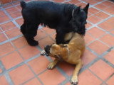 Un Schnauzer Géant et un Bullmastiff s'amusent ensemble