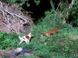 Un Setter Irlandais Rouge et Blanc avec un Setter Irlandais