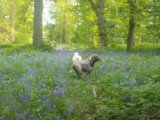 Deux Spinone Italiano explorent une clairière bien fleurie