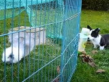Un Welsh Corgi Cardigan rencontre un cochon d'Inde